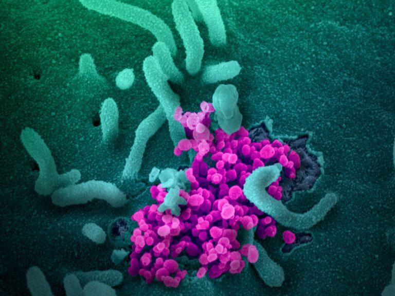 Sitt każi ġodda ta’ coronavirus, b’żewġ persuni jfiqu