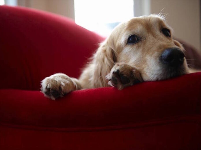 pet
