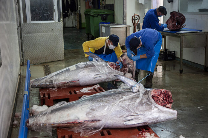 tonn azzopardi fisheries