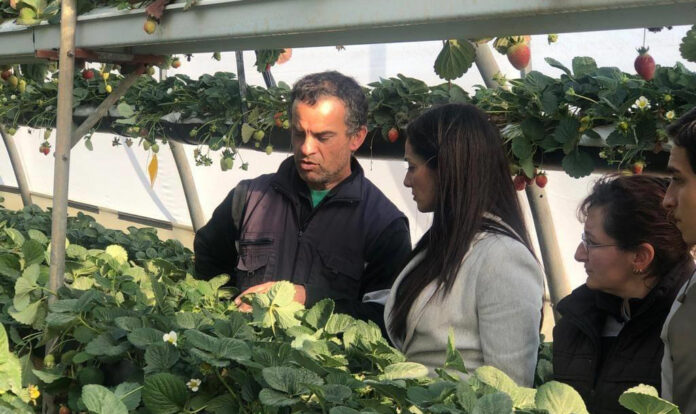 Miriam Dalli