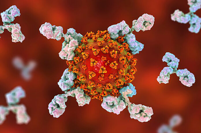 antibody coronavirus