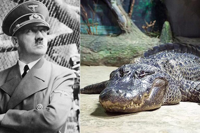 FILMAT: Imut l-alligatur li jingħad li kien il-pet ta’ Hitler