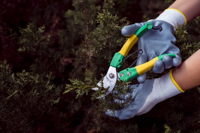 close-up-gardener-cutting-pine-branches_23-2148396752