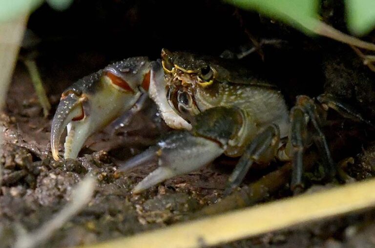 €20,000 għal proġett biex jinqabad ‘crayfish’ fi tliet widien