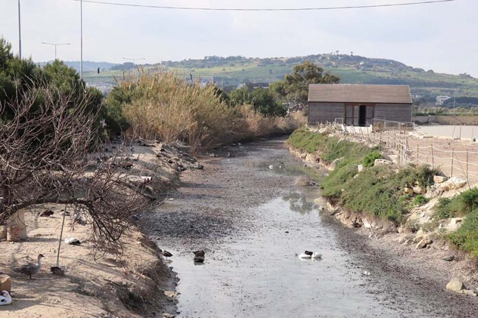 2. The area outside the reserve not managed by BirdLife Malta where these domestic ducks live
