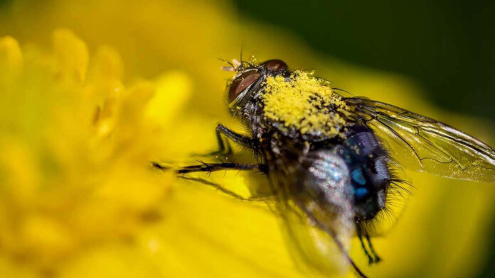 fly_pollinating_flower-1200x800