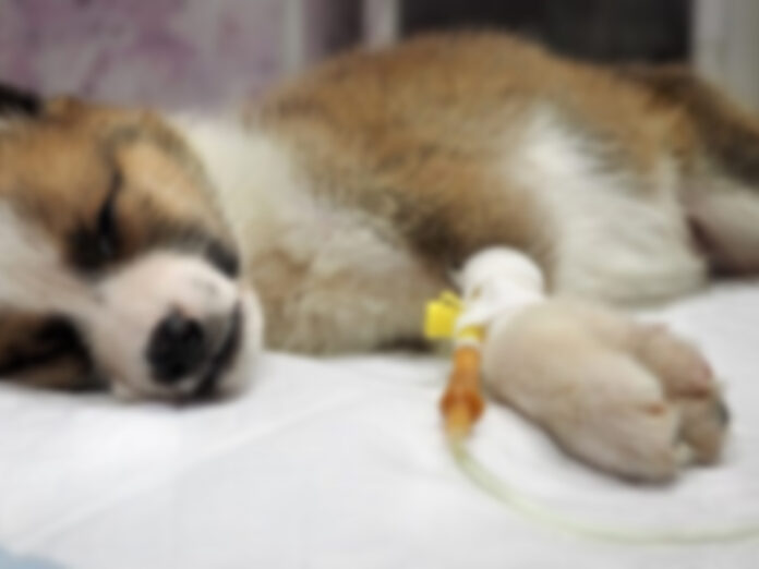 parvo