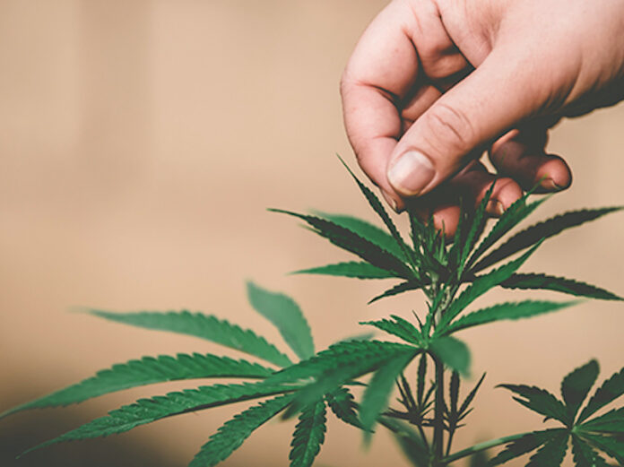 Kannabis-paakuva
