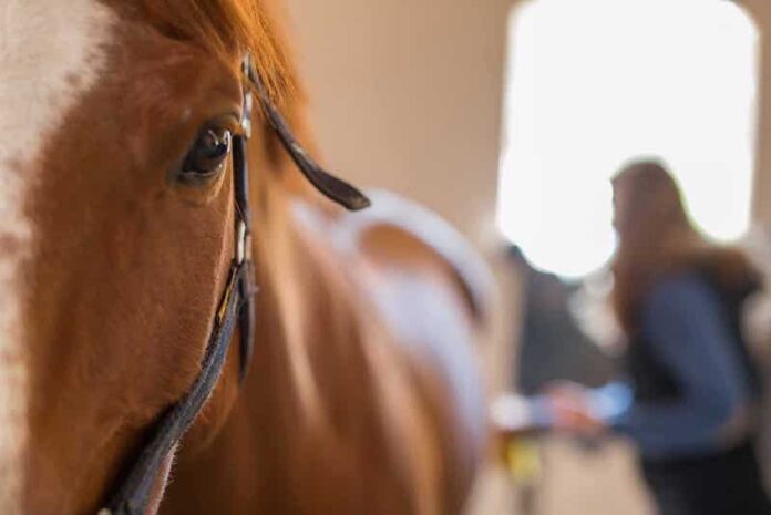 horse