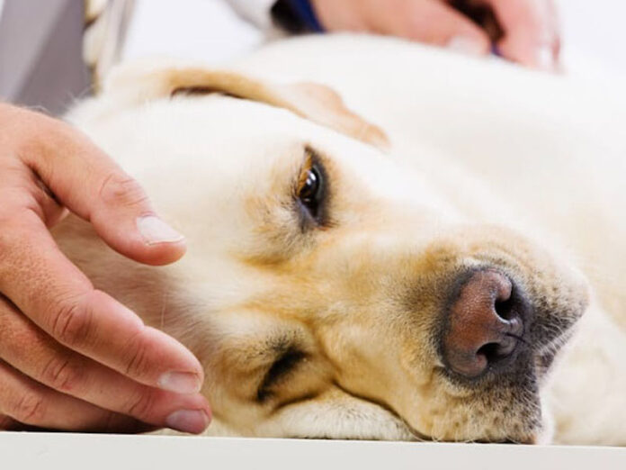 dog-pain