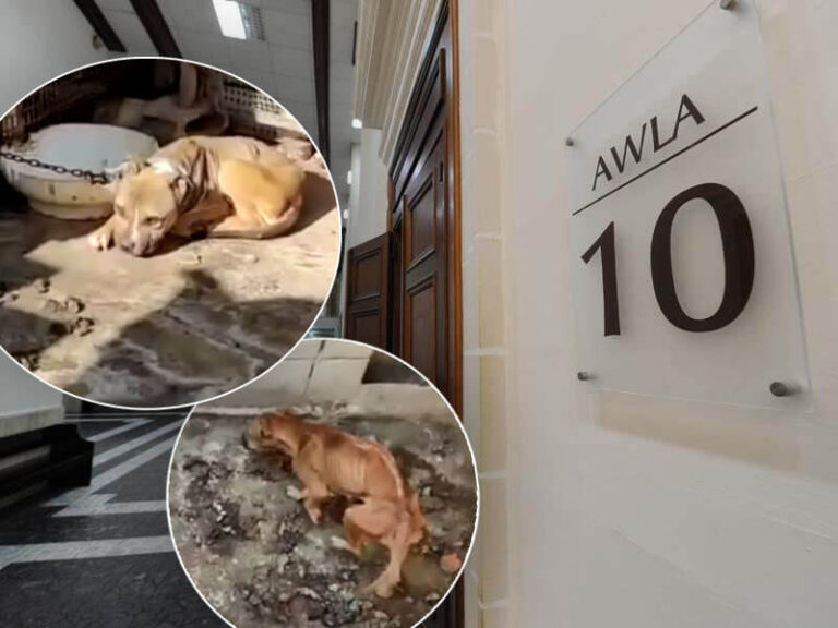 €8,000 multa talli ħalla klieb fi stat pjetuż