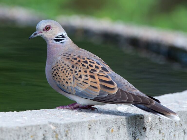 Il-Qorti ma tilqax it-talba tal-BirdLife biex jitwaqqaf l-istaġun tal-kaċċa fir-rebbiegħa għall-gamiema
