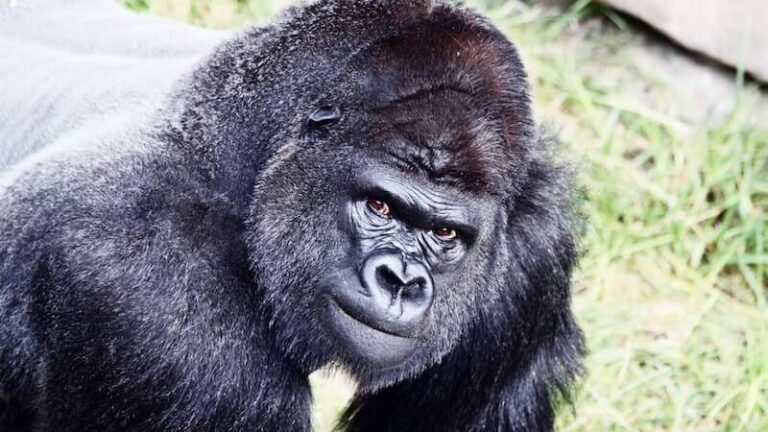 13-il gorilla f’Atlanta pożittivi għall-Covid-19