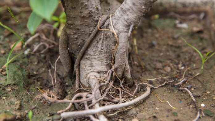 roots
