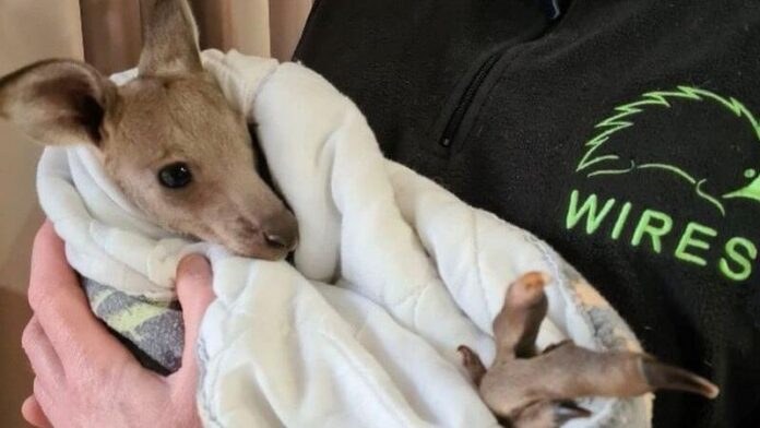 kangaru