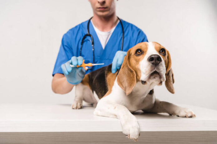 microchip