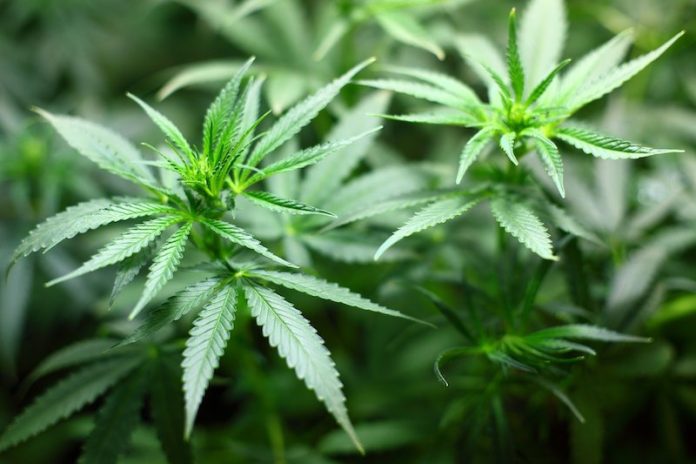 kannabis