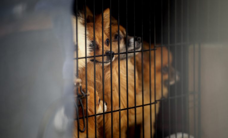 Il-Qorti se tisma’ mill-ġdid il-każ ta’ raġel li nstab ħati li żamm 44 kelb f’kundizzjonijiet ħżiena
