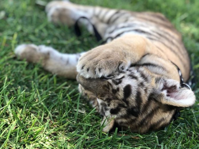 tigra