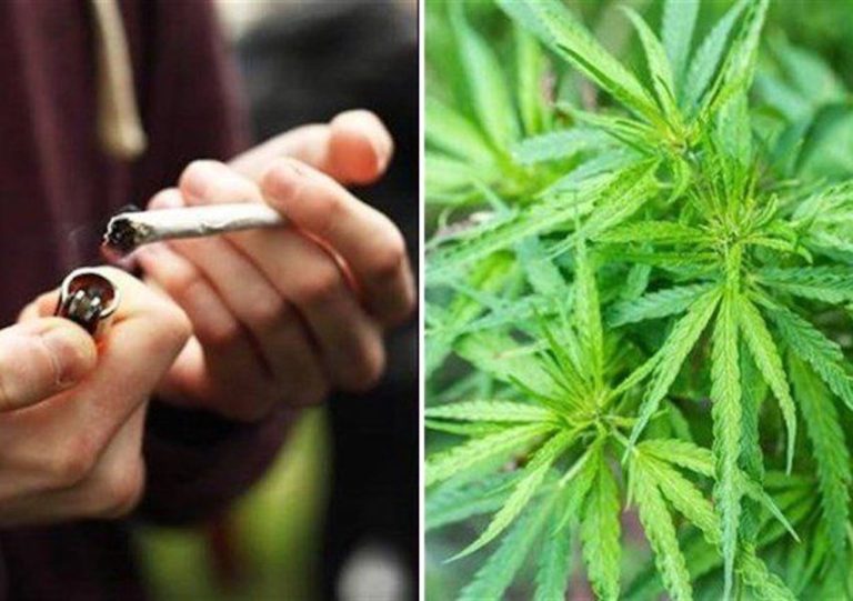 Pajjiżi oħra jgħidu li se jirregolarizzaw is-suq tal-kannabis