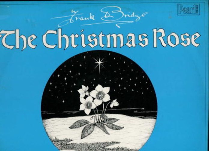 The Christmas Rose
