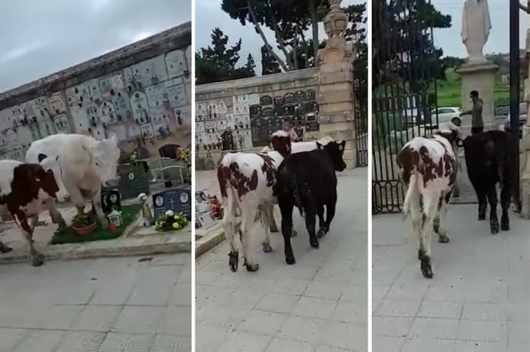 ARA: Għoġġiela jispiċċaw f’ċimiterju f’Burmarrad… Sitwazzjoni kontrollata mingħajr ħsarat