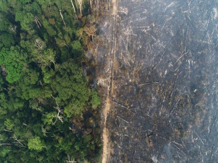 deforestation