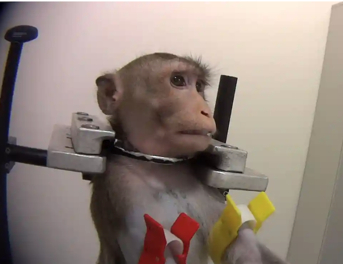 monkey