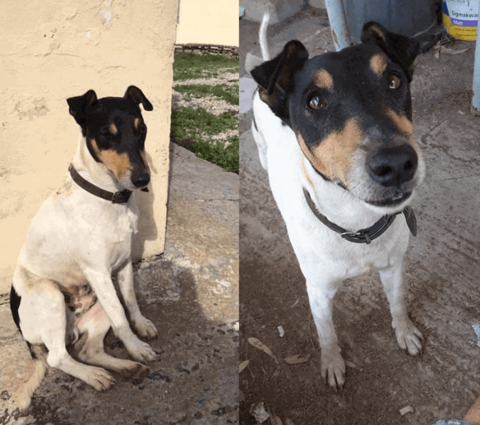 ruby dog hit and run