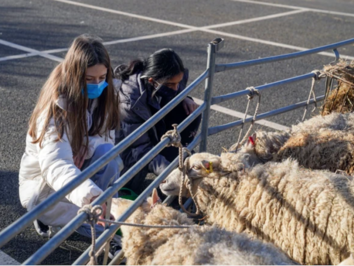 sheep