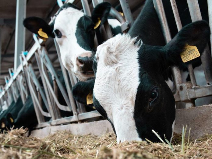 Cows