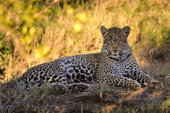 panthera pardus