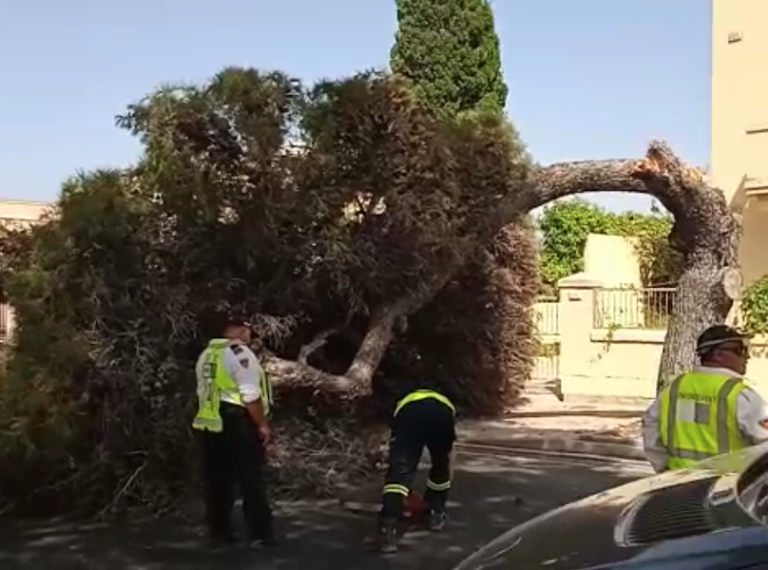 ARA: Ħidma biex titneħħa siġra li ċediet għal nofs it-triq f’Ħ’Attard