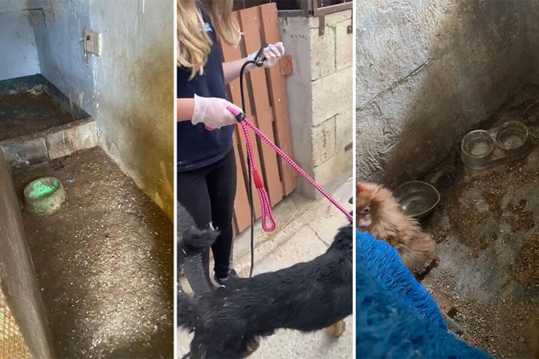 “M’għandux jinħareġ preavviż qabel spezzjonijiet fuq każi ta’ moħqrija”