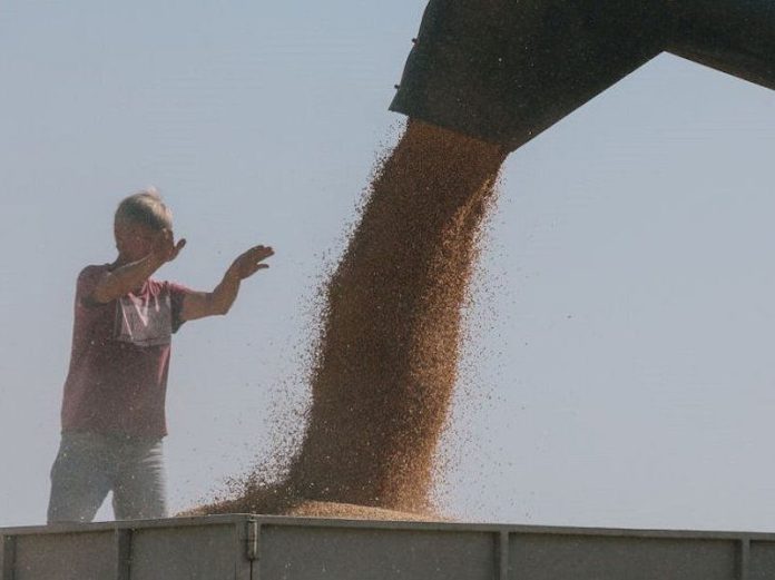 grain