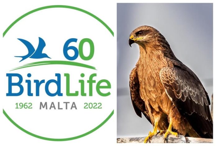birdlife (1)