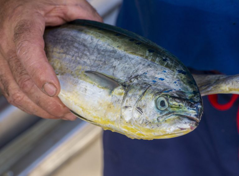 600 sajjied rikreazzjonali tal-lampuki jistgħu jaqbdu sa 10 kilos kuljum 