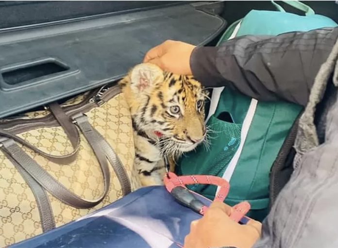 tigra