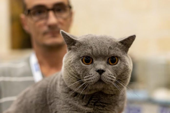 catshow