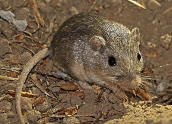mouse