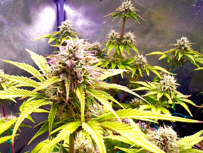 Kannabis