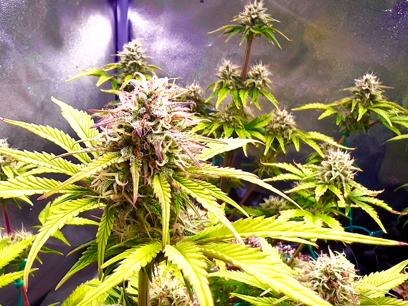 L asso jazzjonijiet Tal kannabis Li enzjati F pajji na Jitilg u G al L asso jazzjonijiet Tal kannabis Li enzjati F pajji na Jitilg u G al