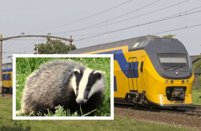 ferroviji - badgers