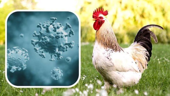 bird flu