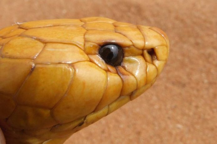 cobra