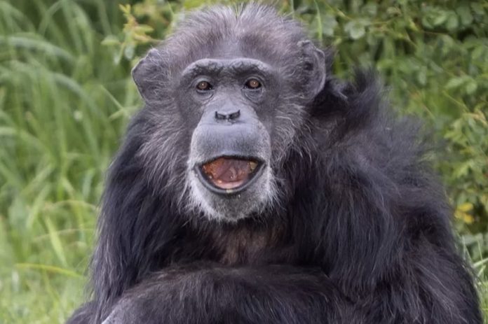 KOKO