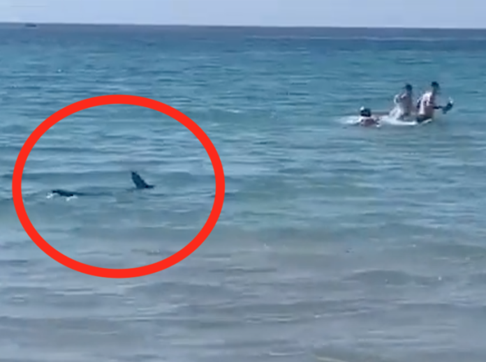 sharks