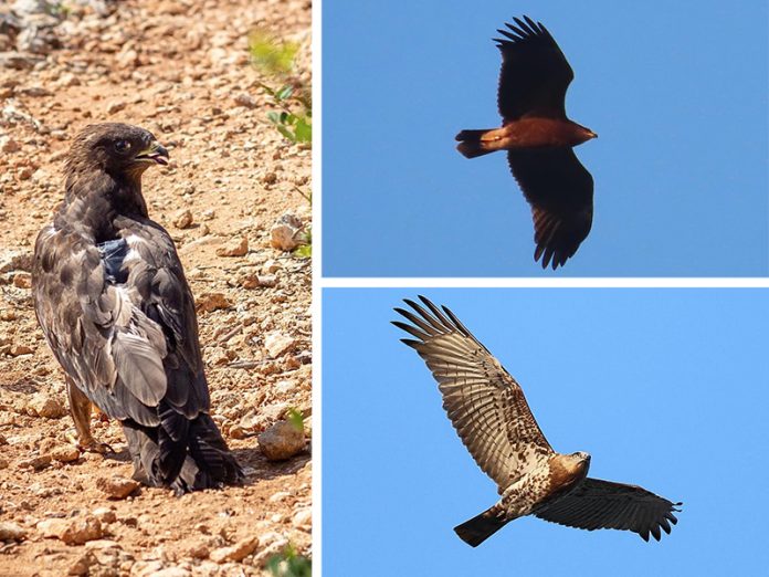 birdlife