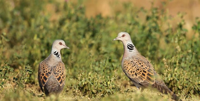 Mandat ta’ Inibizzjoni minn Birdlife Malta biex ma jinfetaħx l-istaġun tal-kaċċa fir-Rebbiegħa