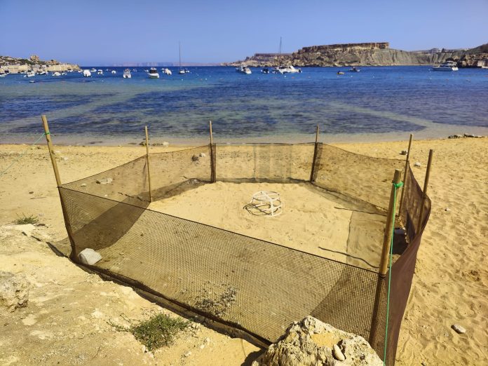 2025 - Turtle nest 1 - Gnejna (1)